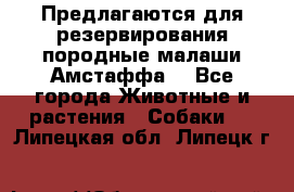 Предлагаются для резервирования породные малаши Амстаффа  - Все города Животные и растения » Собаки   . Липецкая обл.,Липецк г.